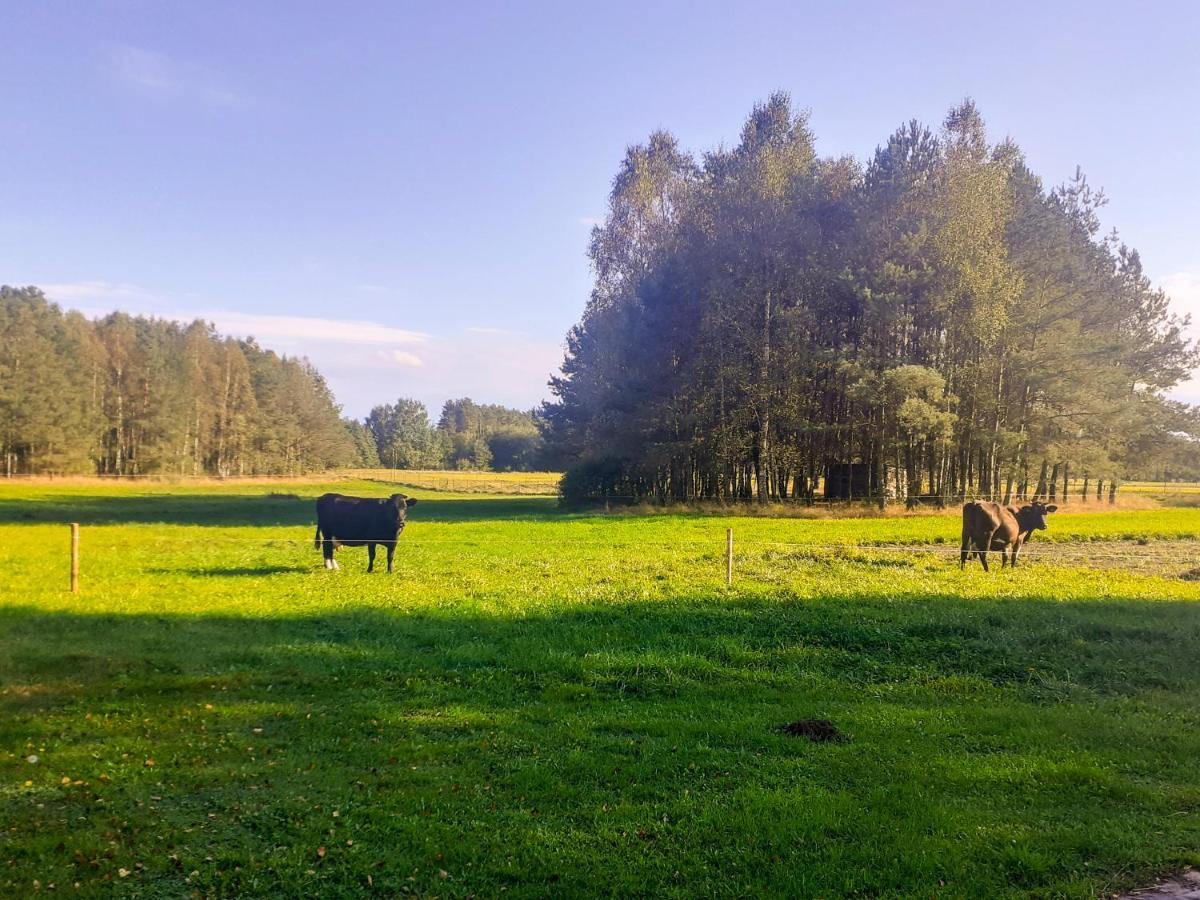 Przytulisko Stara Kiszewa Villa Luaran gambar