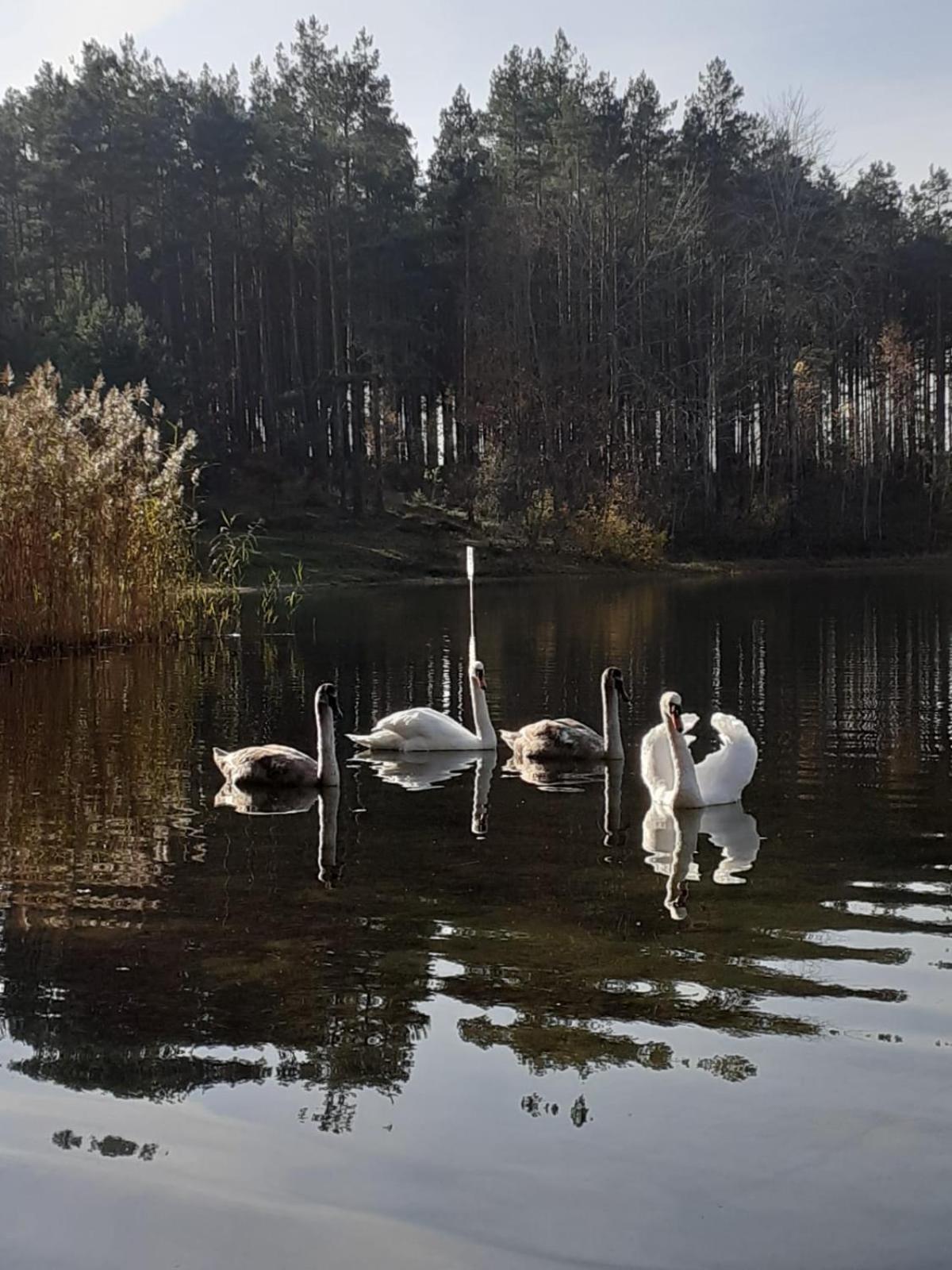 Przytulisko Stara Kiszewa Villa Luaran gambar